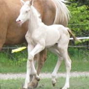Palomino Kvolsbæk's Adorable Aura