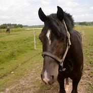 Welsh Cob (sec D) Paolo