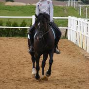 Welsh Cob (sec D) Paolo