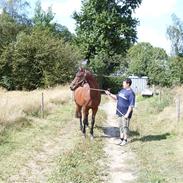 Dansk Varmblod Joker R.I.P. Min ven.