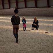 Dansk Varmblod Joker R.I.P. Min ven.