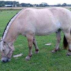 Fjordhest Bjarne - aflivet :o(