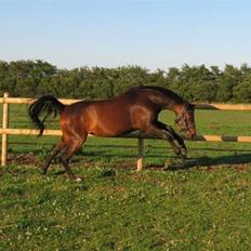 Anden særlig race Rosenkildes Aisha SOLGT