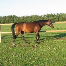 Anden særlig race Rosenkildes Aisha SOLGT