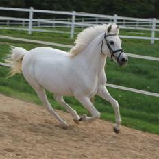 Tysk Sportspony Alina *SOLGT!*