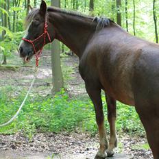 New Forest Luna Aflivet d. 05.02.14