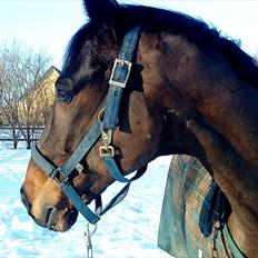 Trakehner Mosegården Goldenas R.I.P