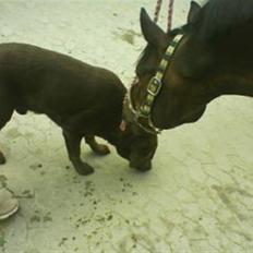 Trakehner Mosegården Goldenas R.I.P