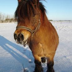 Anden særlig race Carlo