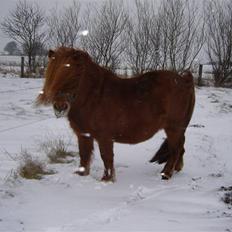 Shetlænder Walter (Rastellw Bomlund)