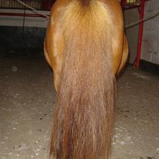 Shetlænder Walter (Rastellw Bomlund)