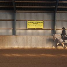 Fjordhest Ras granlygaard (Sofus) RIP <3