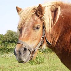 Shetlænder Ma cheval - solgt