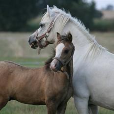 Welsh Mountain (sec A) Møllegydens pontiac