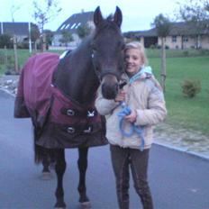 New Forest Bøgeagers Ponto