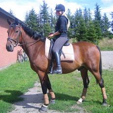 Dansk Varmblod Chico - solgt!