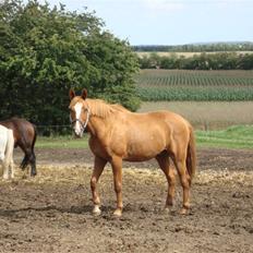 Anden særlig race Comet - († 27.1.11)