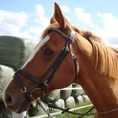 Anden særlig race Comet - († 27.1.11)