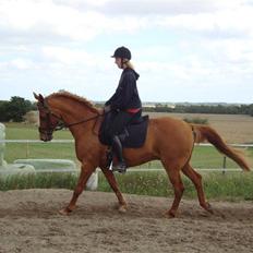 Anden særlig race Comet - († 27.1.11)