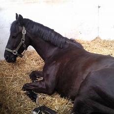 Anden særlig race Mozart