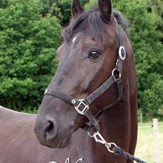 Anden særlig race Mozart