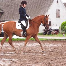 Anglo Araber (AA) Smirnof