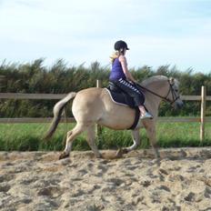 Fjordhest Flicka <,33 *solgt*