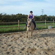 Fjordhest Flicka <,33 *solgt*