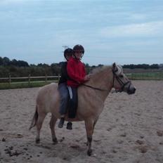 Fjordhest Flicka <,33 *solgt*