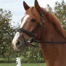 Anden særlig race Gari