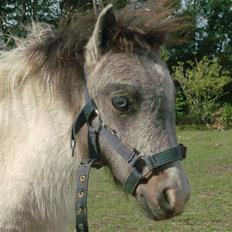 Miniature Blue Eye,,solgt.