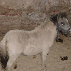 Miniature Blue Eye,,solgt.