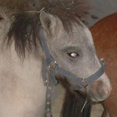 Miniature Blue Eye,,solgt.