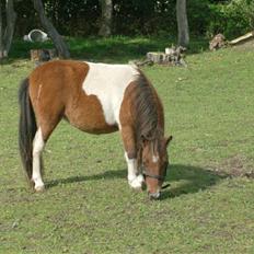 Miniature Yasmin,, solgt.