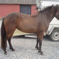 Islænder Ösp fra Vesterheden