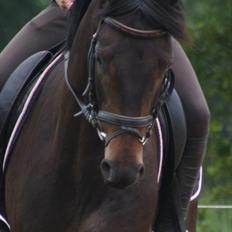 Dansk Varmblod Renoir