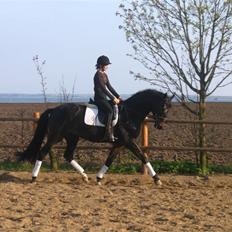 Dansk Varmblod Renoir