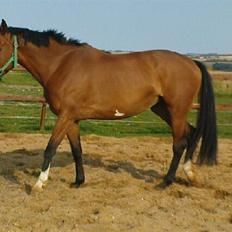 Polsk Varmblod Parta