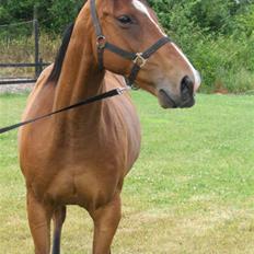 Fuldblod (XX) Sir Pride R.I.P.