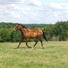 Fuldblod (XX) Sir Pride R.I.P.