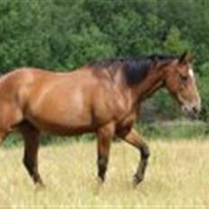 Fuldblod (XX) Sir Pride R.I.P.