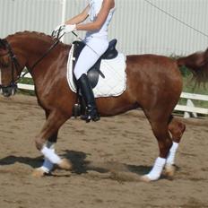 Anden særlig race Mon cherie R.I.P!