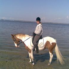 Pinto Araber Golden Fillina