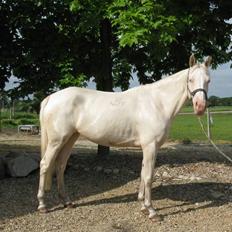 Tjekkisk Varmblod  Hana Kinska