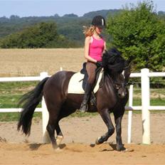 Welsh Cob (sec D) Paolo