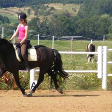 Welsh Cob (sec D) Paolo