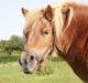Shetlænder Ma cheval - solgt