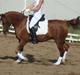 Anden særlig race Mon cherie R.I.P!