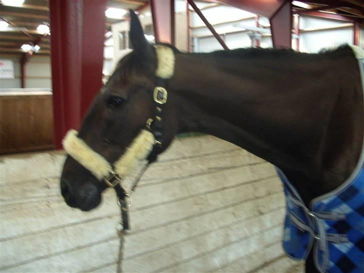 Traver Classic Lady R.I.P :-( - Lady i ridehallen, D: 18/8-09 Foto: Mig billede 19