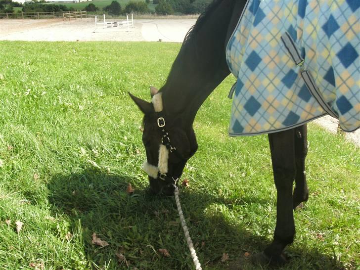 Traver Classic Lady R.I.P :-( - Lady spiser græs, mens vi venter på dyrlægen. D: 14/8-09 Foto: Mig billede 20